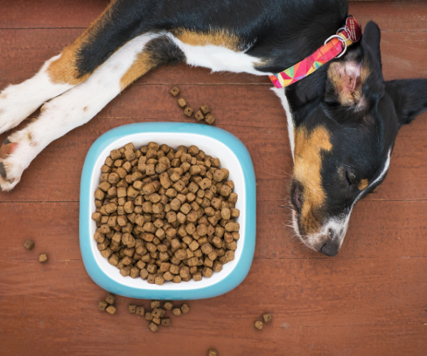 狗鮮食的營養密碼：讓你的狗狗擁有強健的身體