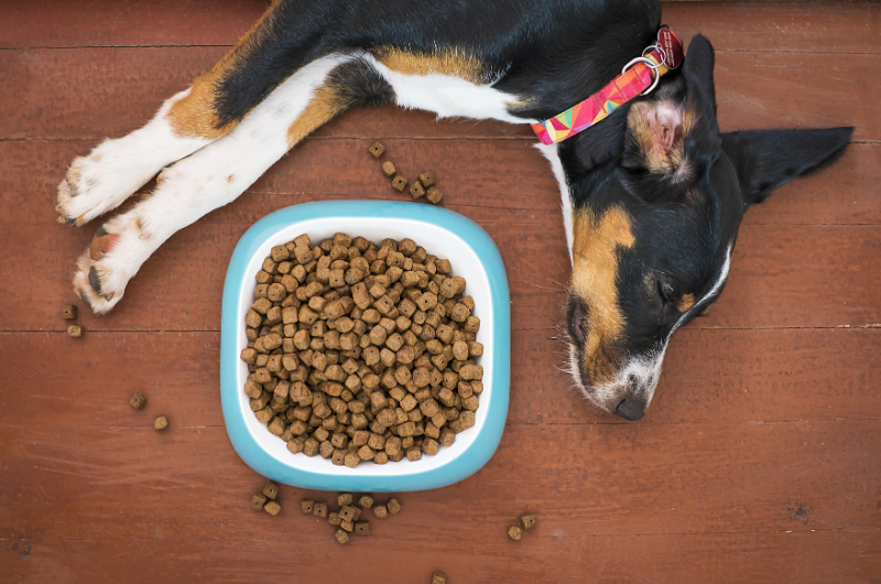 狗鮮食的營養密碼：讓你的狗狗擁有強健的身體